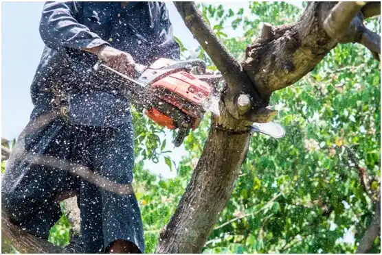 tree services Indian Springs